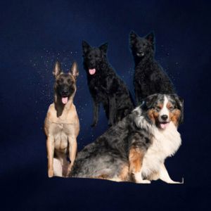 Groot (tot 40 kg)