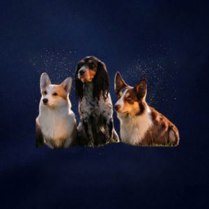 Middelgroot (tot 20 kg)