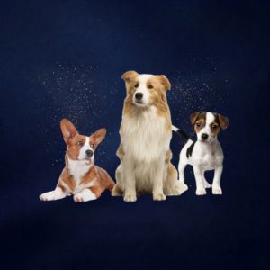 Voor honden