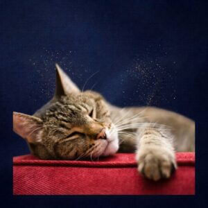 Voor Katten