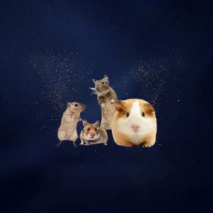 Voor Knaagdieren