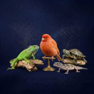 Voor Overige Dieren